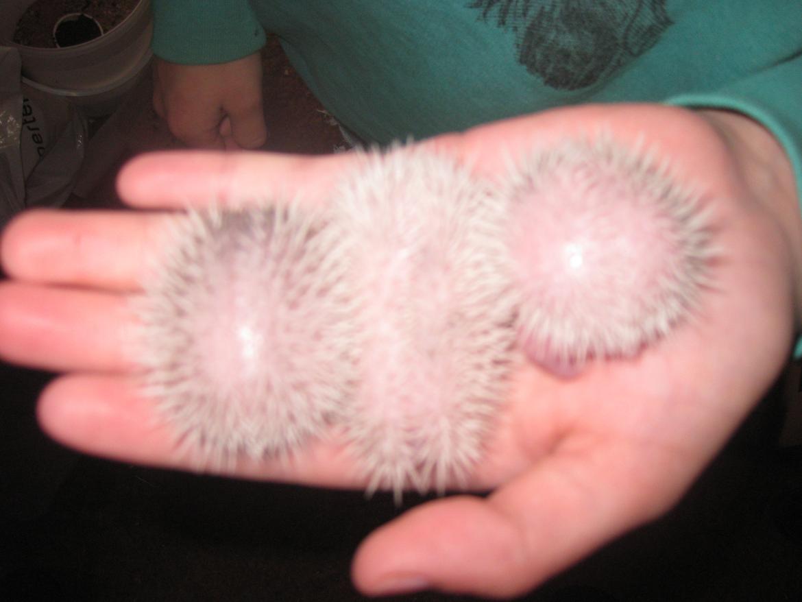 Pindsvin Sabbil's Spotty billede 16