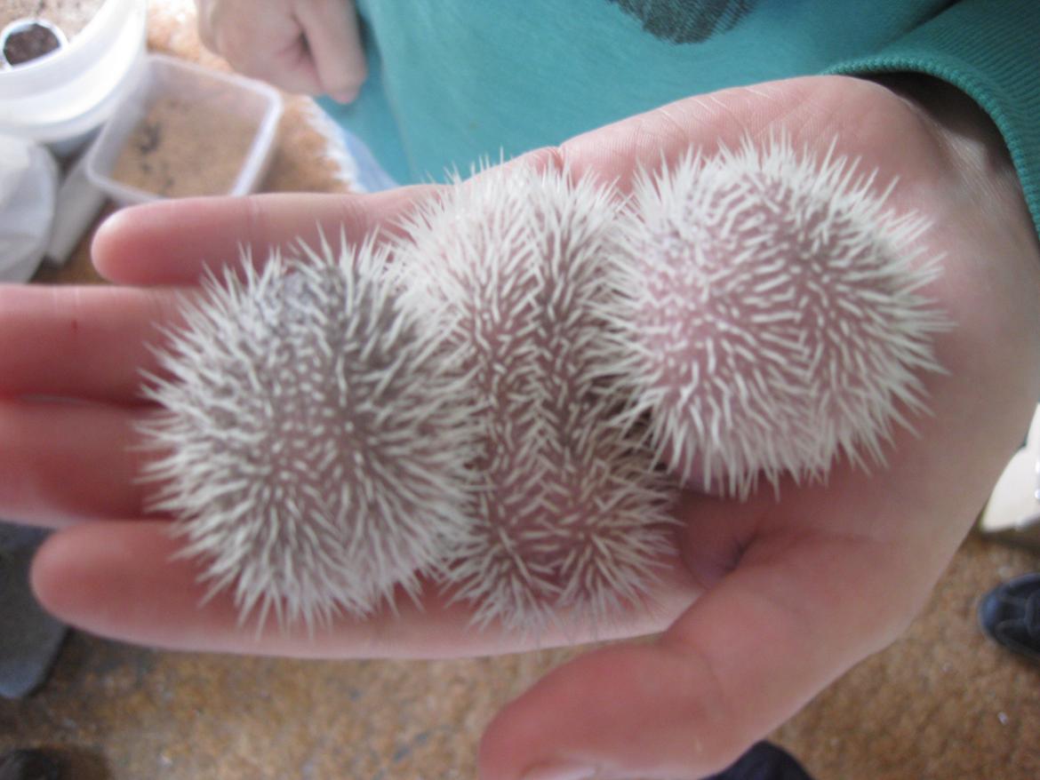 Pindsvin Sabbil's Spotty billede 17