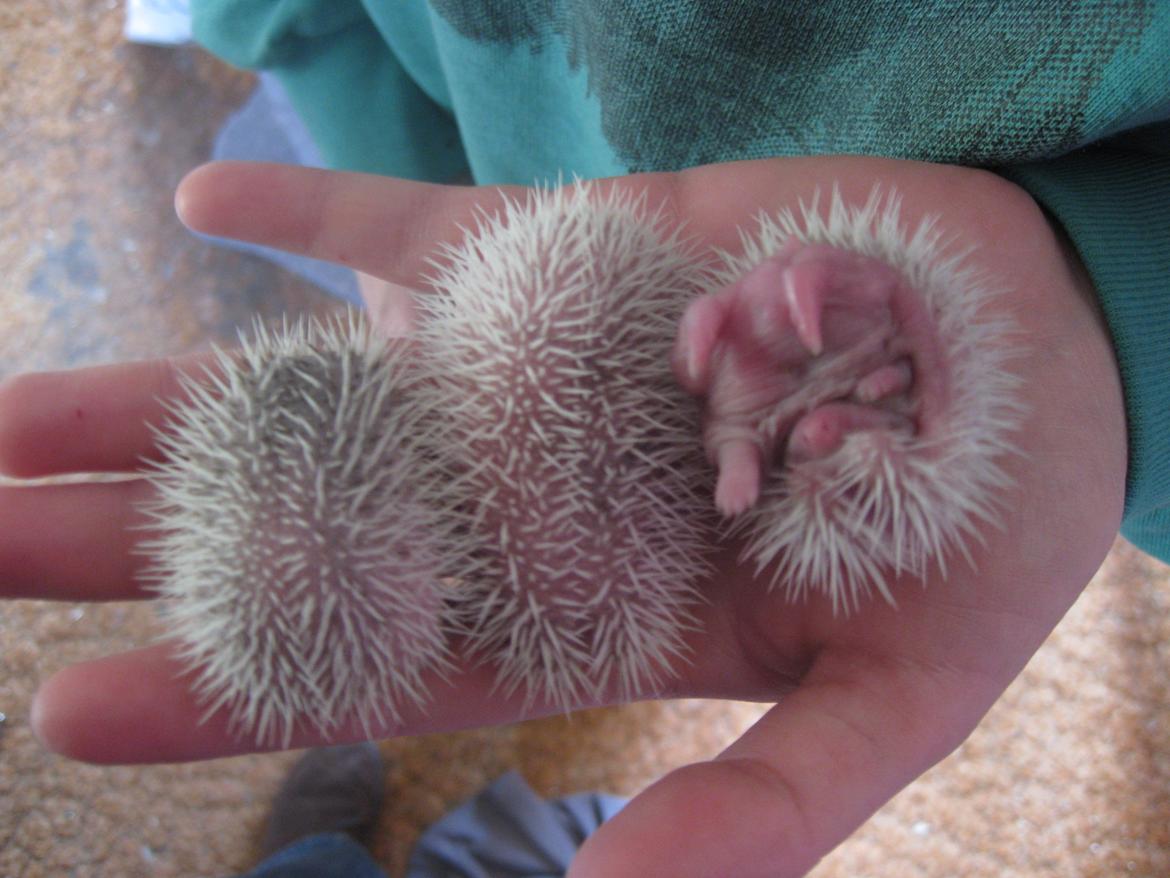 Pindsvin Sabbil's Spotty billede 18