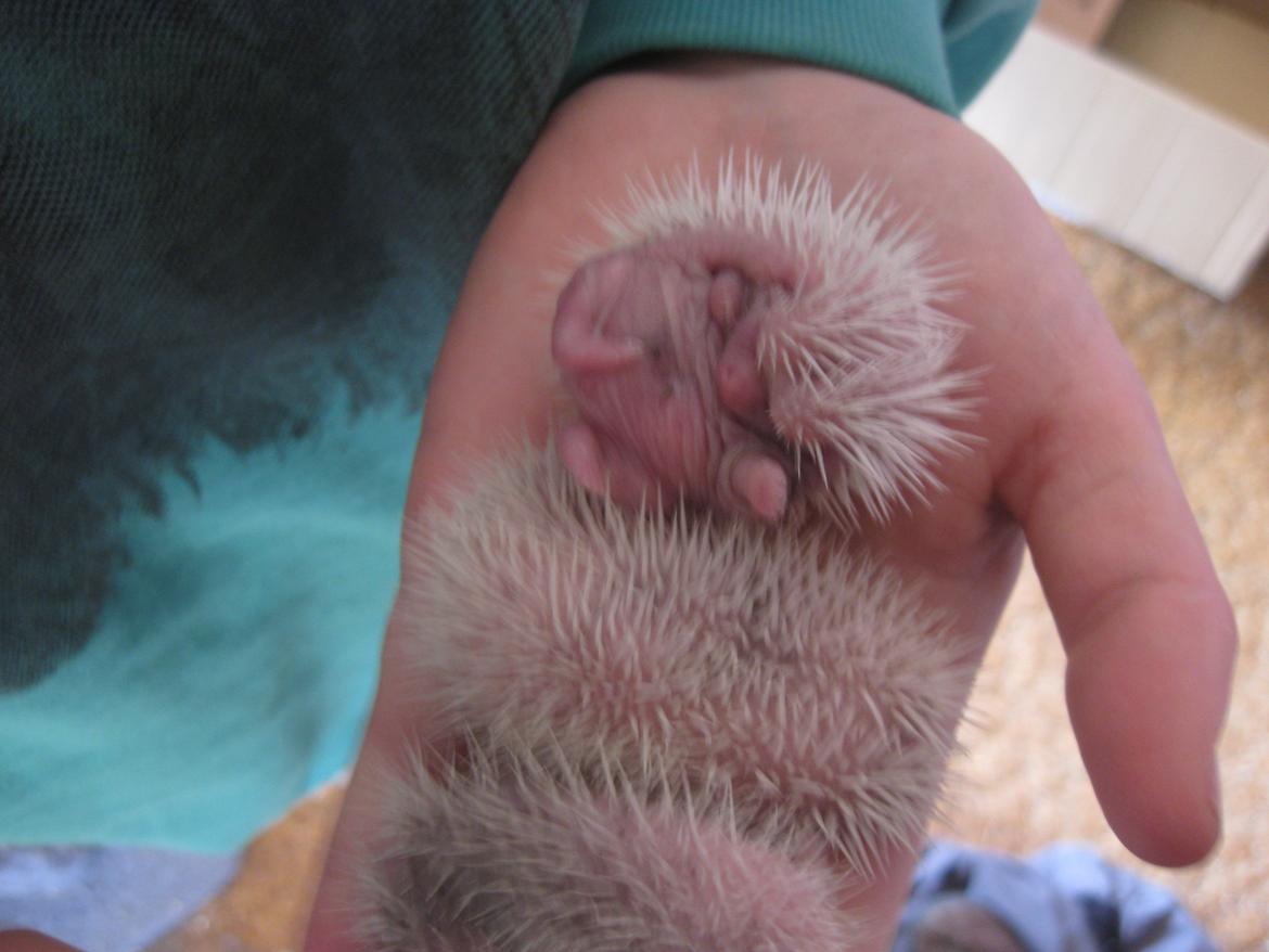 Pindsvin Sabbil's Spotty billede 19