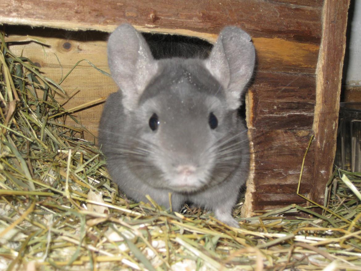 Chinchilla Chrisas Mr. Nice Guy billede 1