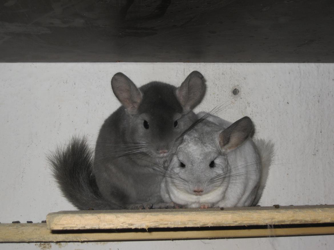 Chinchilla Chrisas Mr. Nice Guy billede 2