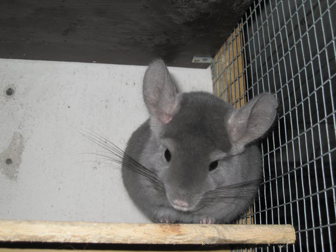 Chinchilla Chrisas Mr. Nice Guy billede 3