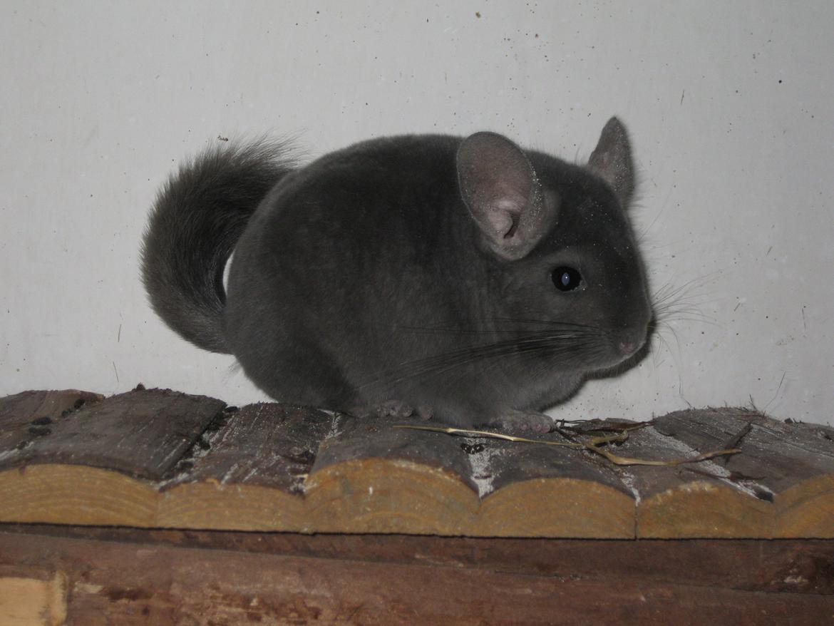 Chinchilla Chrisas Mr. Nice Guy billede 4