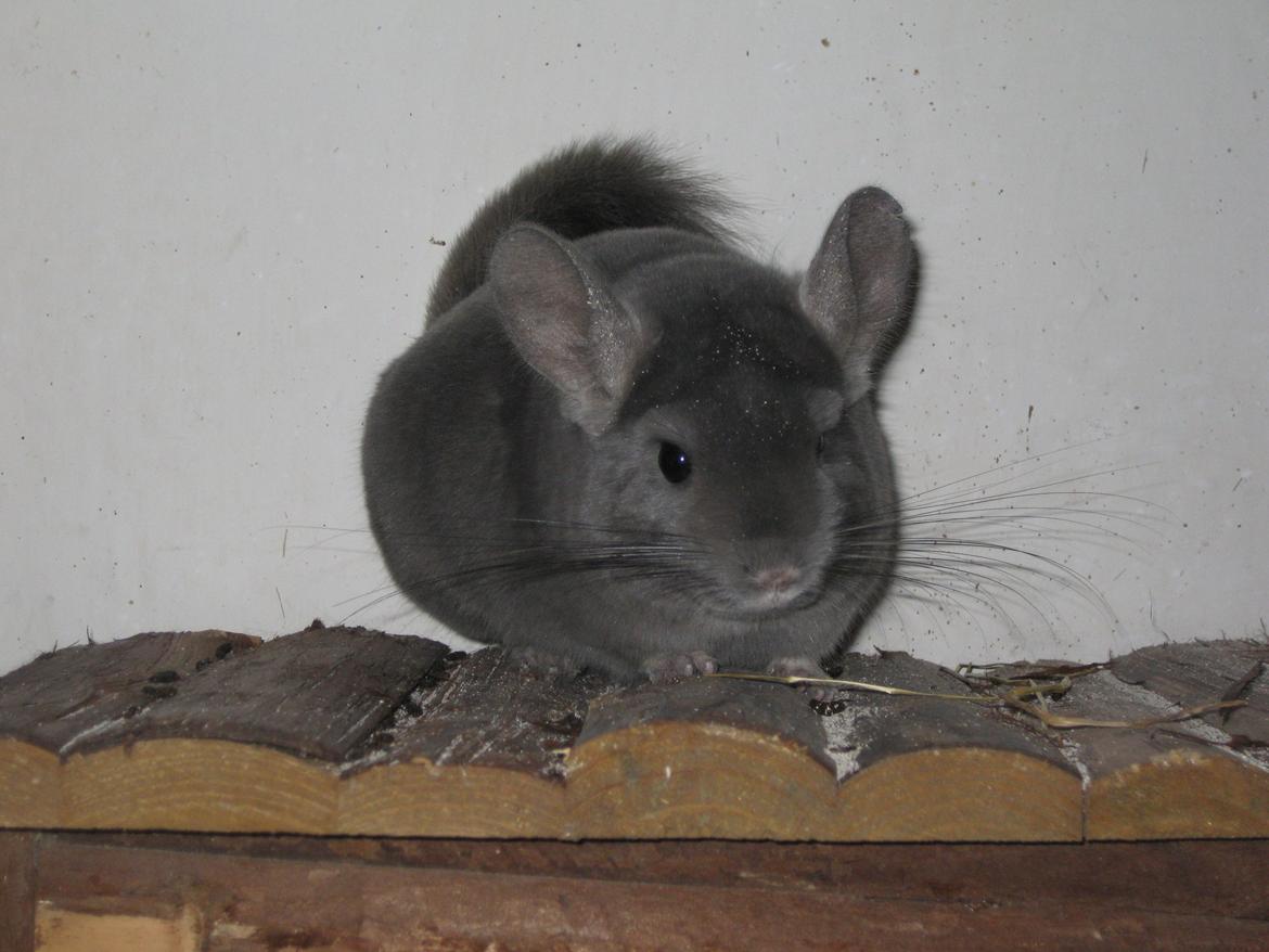 Chinchilla Chrisas Mr. Nice Guy billede 5