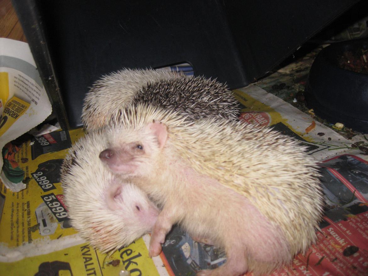 Pindsvin Kiwi billede 20