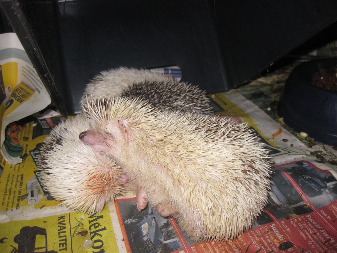 Pindsvin Kiwi billede 19