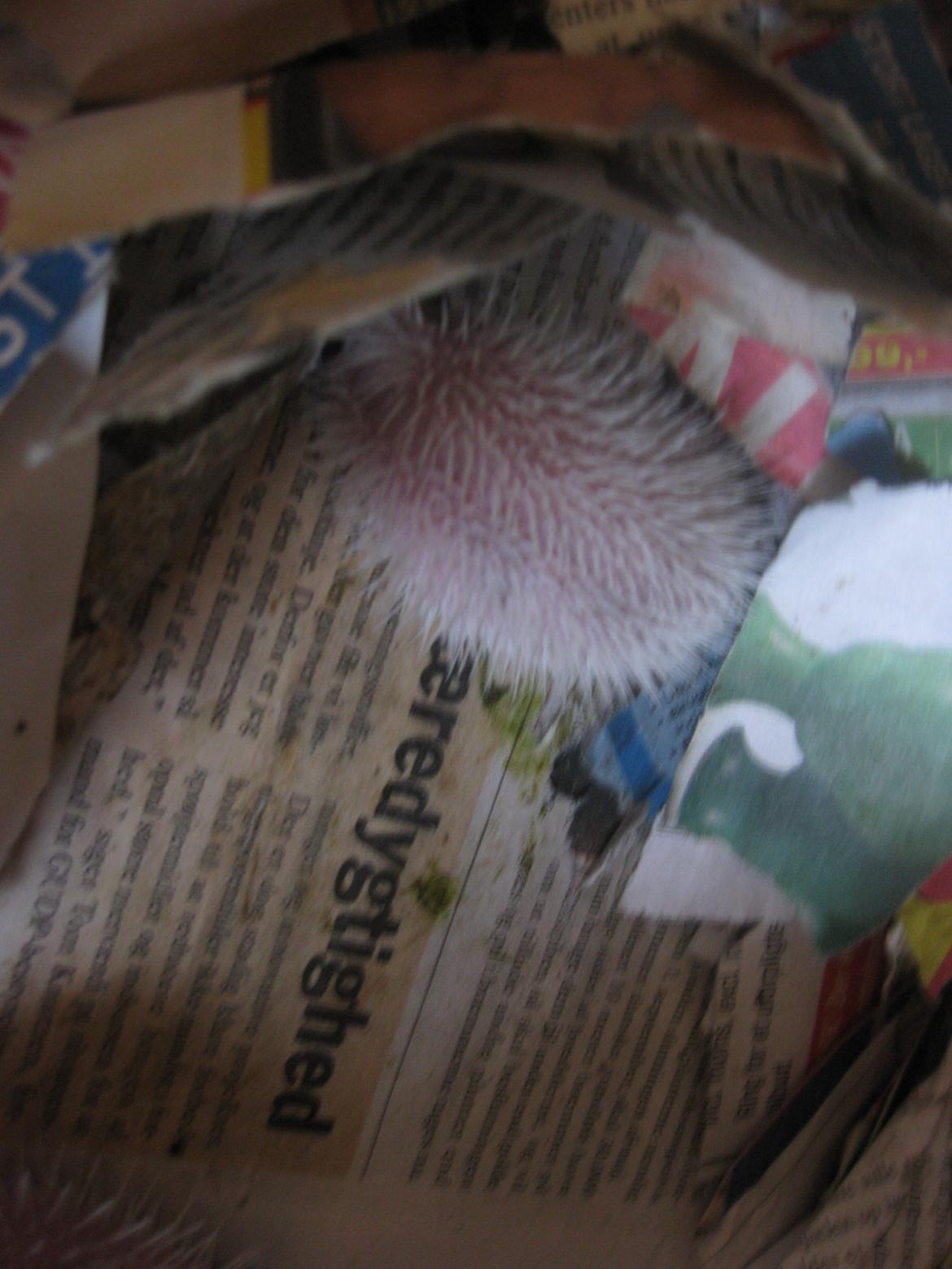 Pindsvin Sabbil's Spikey billede 1