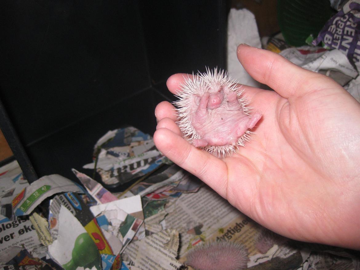 Pindsvin Sabbil's Spikey billede 2