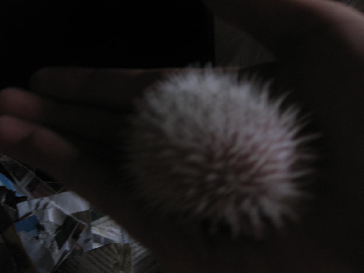 Pindsvin Sabbil's Spikey billede 3