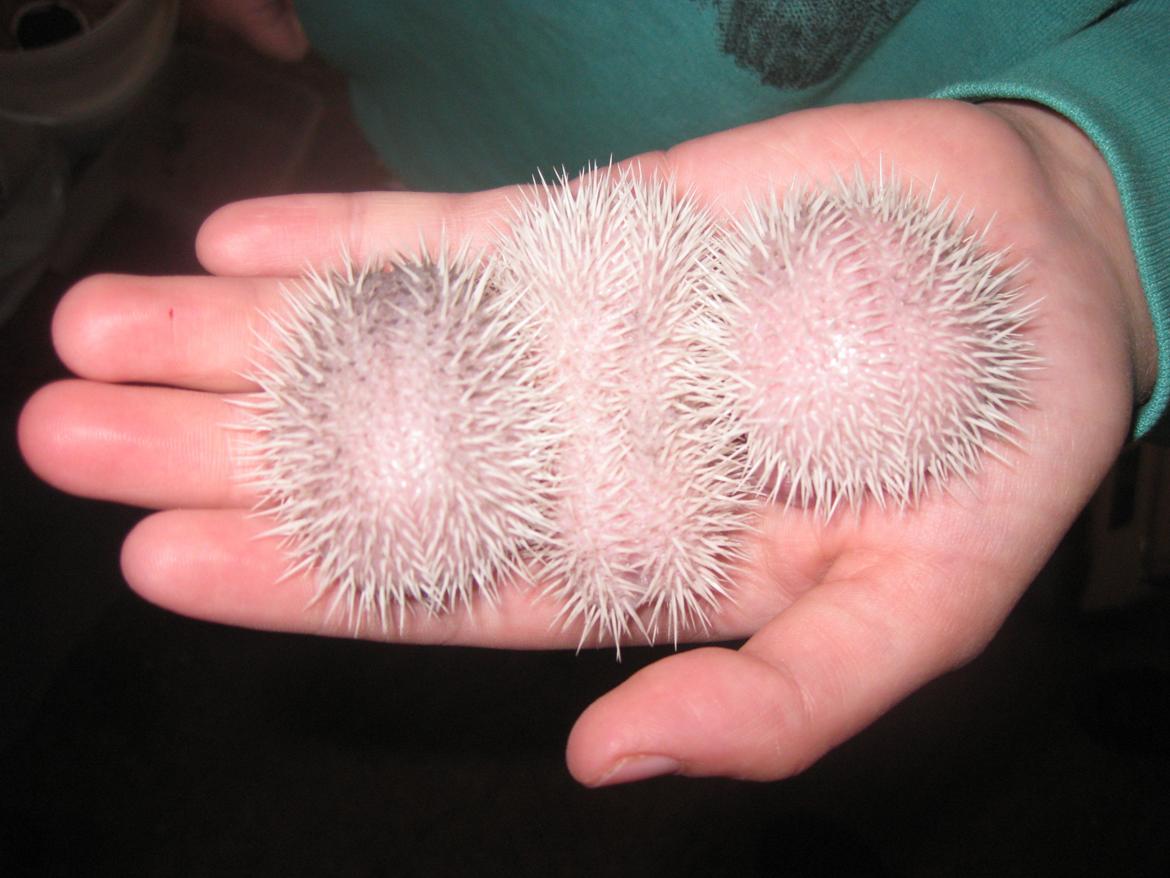 Pindsvin Sabbil's Spikey billede 4