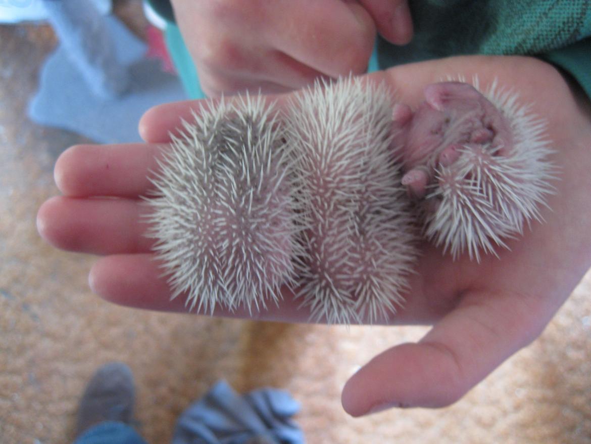 Pindsvin Sabbil's Spikey billede 5