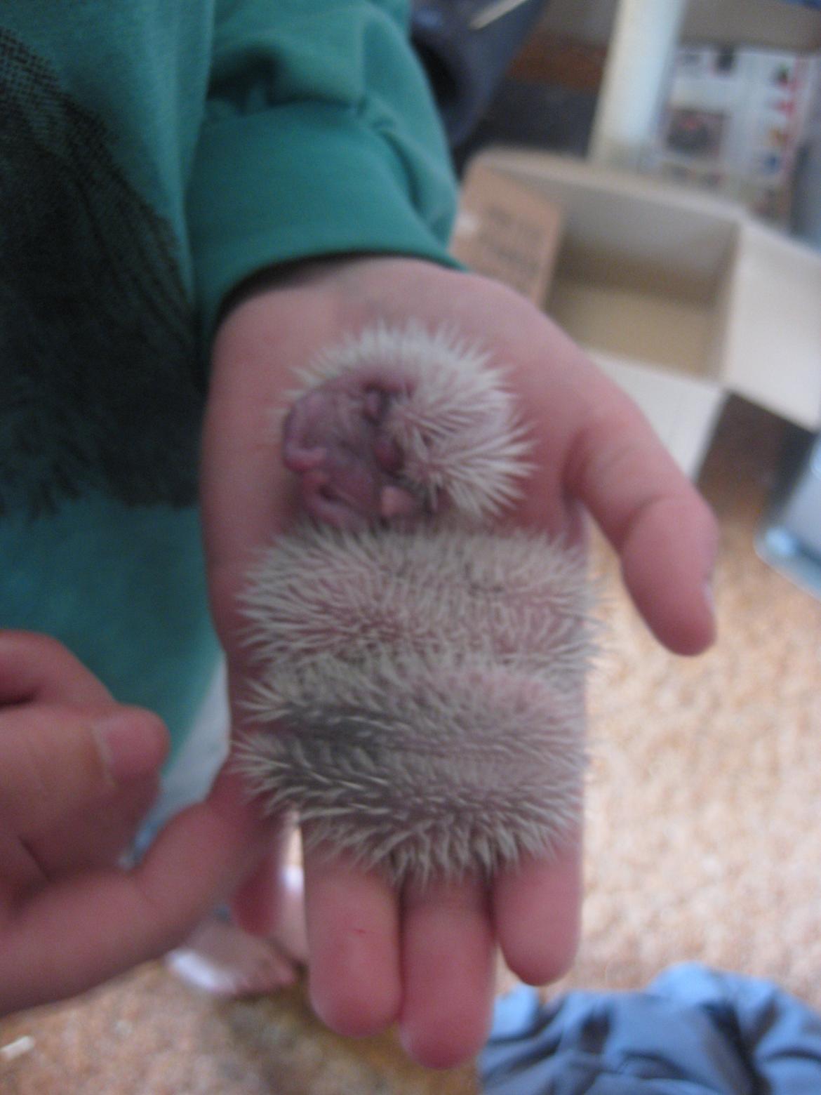 Pindsvin Sabbil's Spikey billede 6