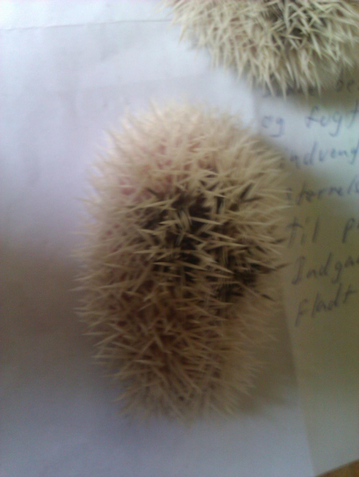 Pindsvin Sabbil's Spikey billede 7