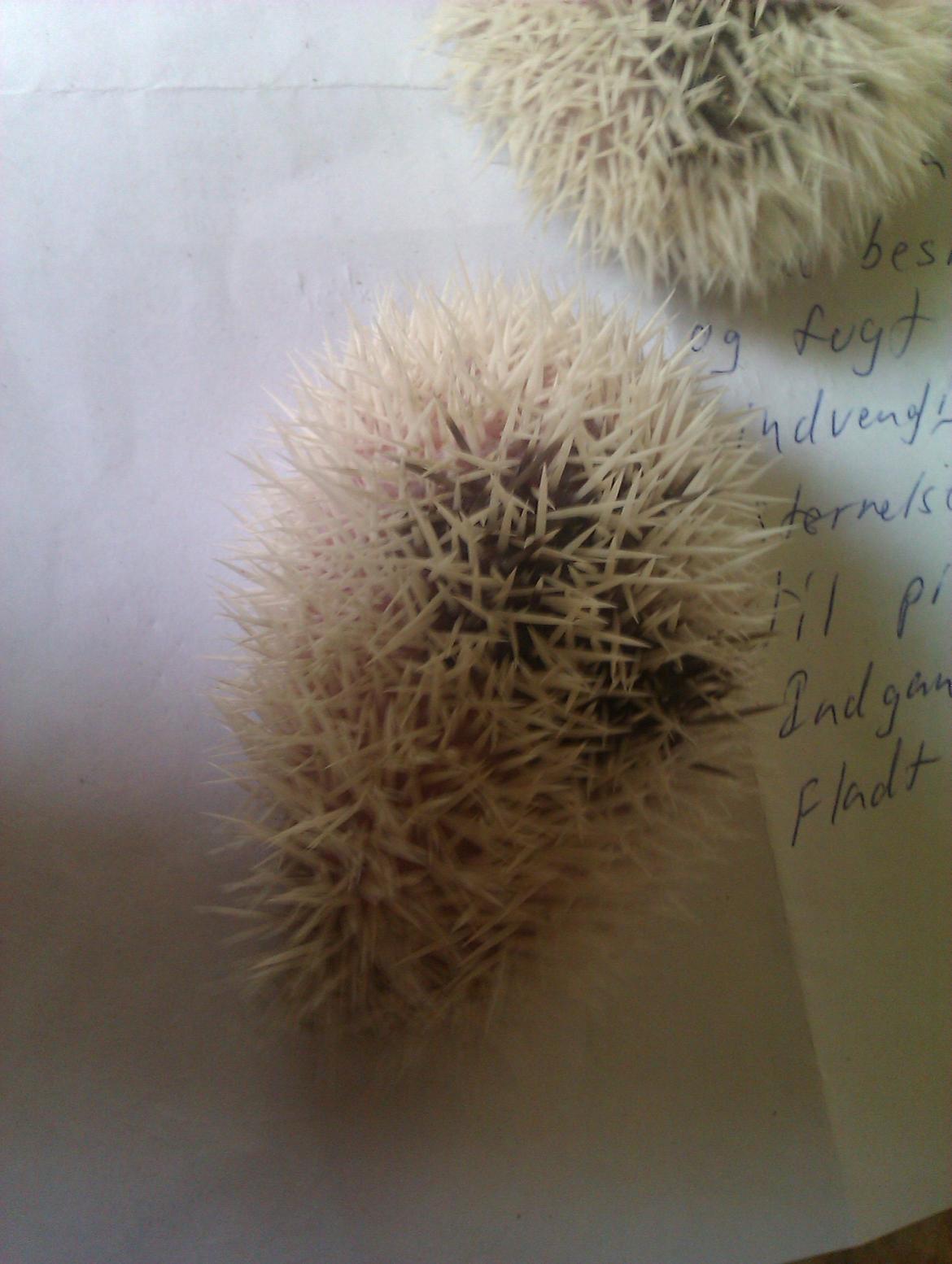 Pindsvin Sabbil's Spikey billede 8