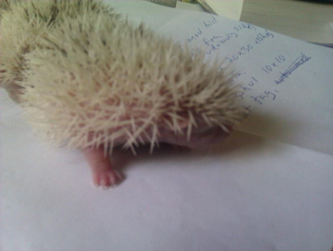 Pindsvin Sabbil's Spikey billede 9