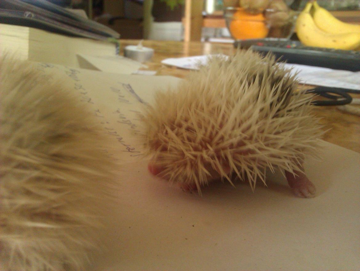 Pindsvin Sabbil's Spikey billede 10