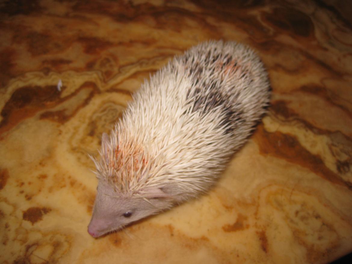 Pindsvin Sabbil's Spikey billede 12