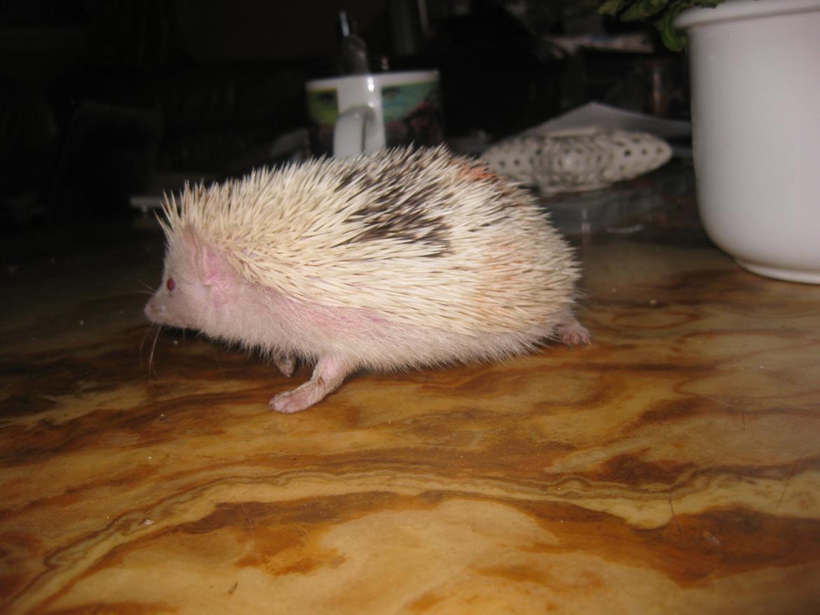 Pindsvin Sabbil's Spikey billede 13