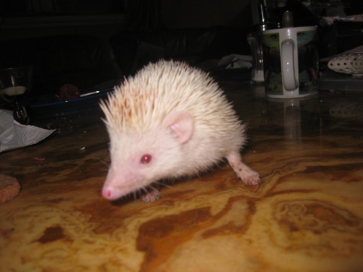 Pindsvin Sabbil's Spikey billede 14