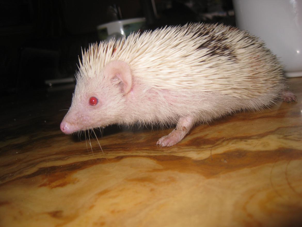 Pindsvin Sabbil's Spikey billede 15