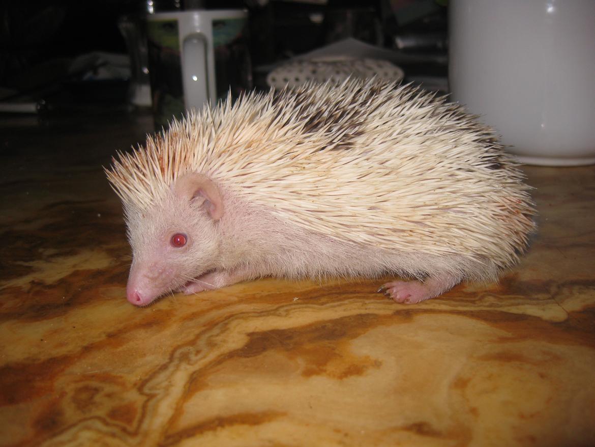 Pindsvin Sabbil's Spikey billede 16