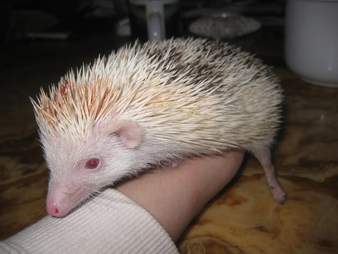 Pindsvin Sabbil's Spikey billede 17