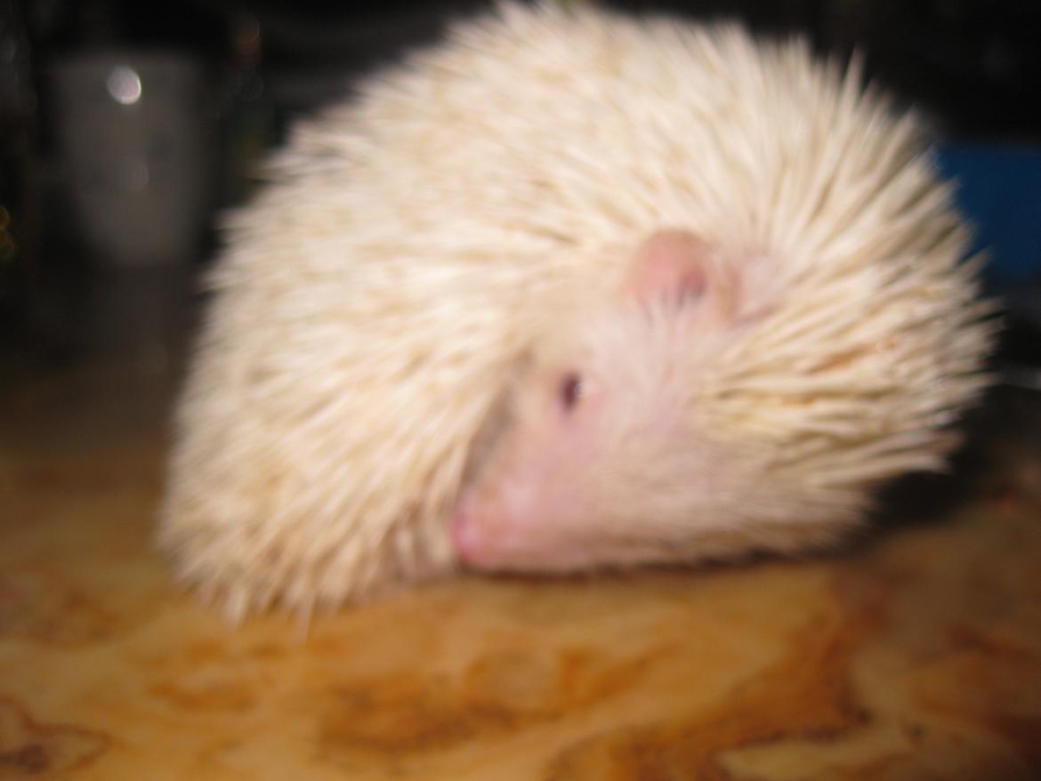 Pindsvin Sabbil's Spikey billede 18