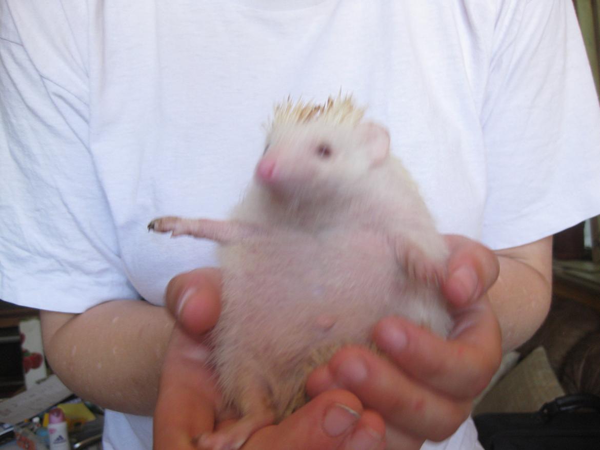 Pindsvin Sabbil's Spikey billede 19