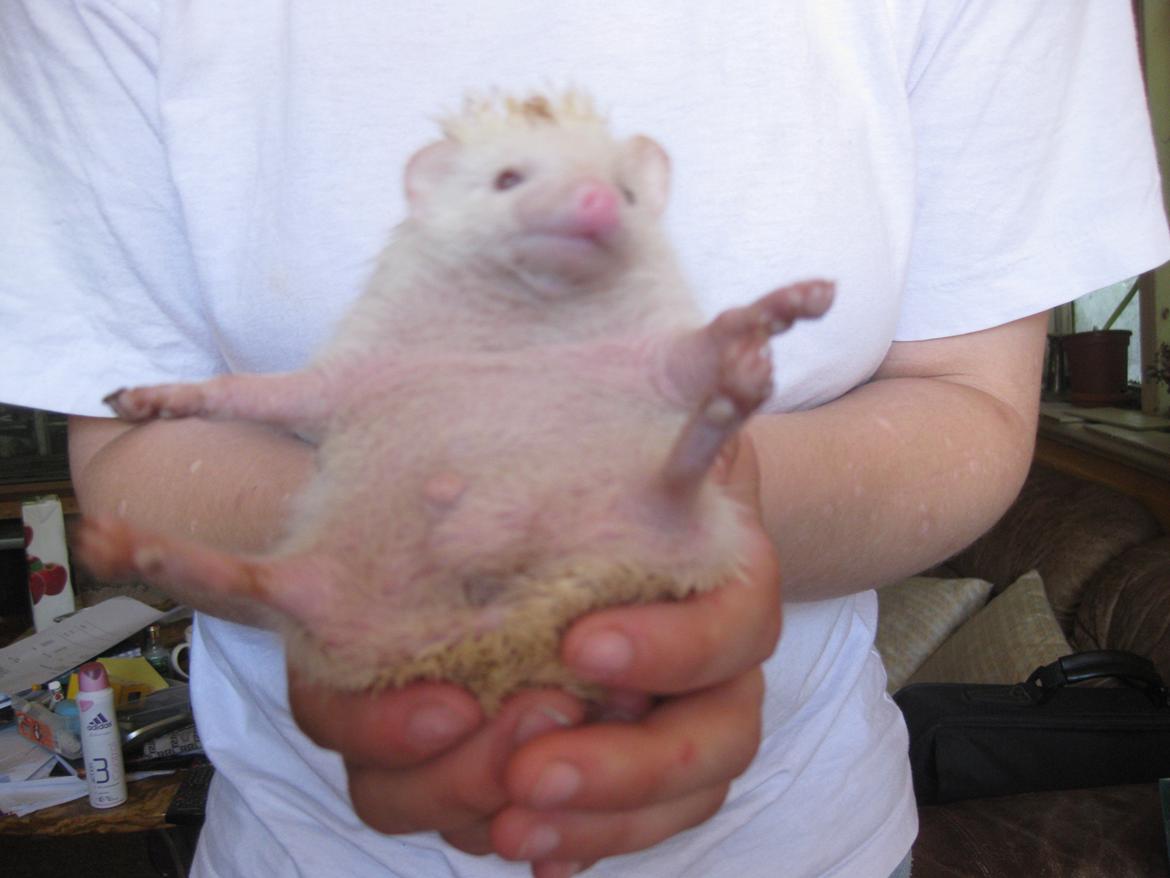 Pindsvin Sabbil's Spikey billede 20