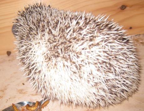 Pindsvin Shogun billede 1