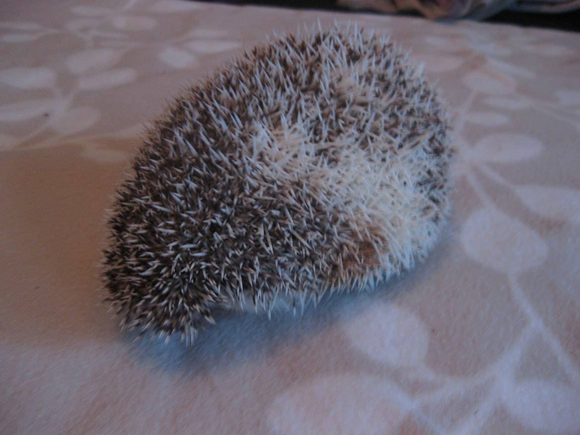 Pindsvin Shogun billede 2