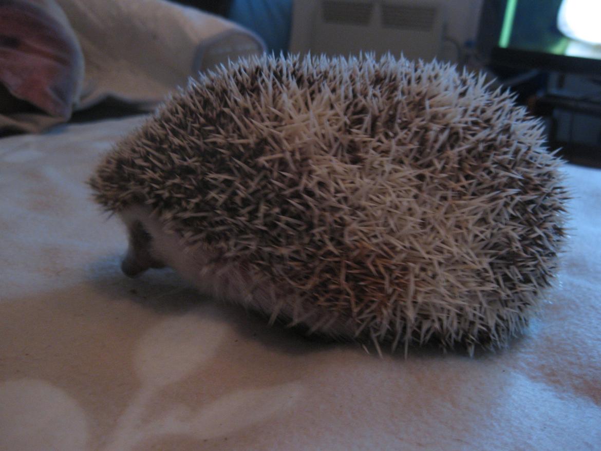 Pindsvin Shogun billede 3