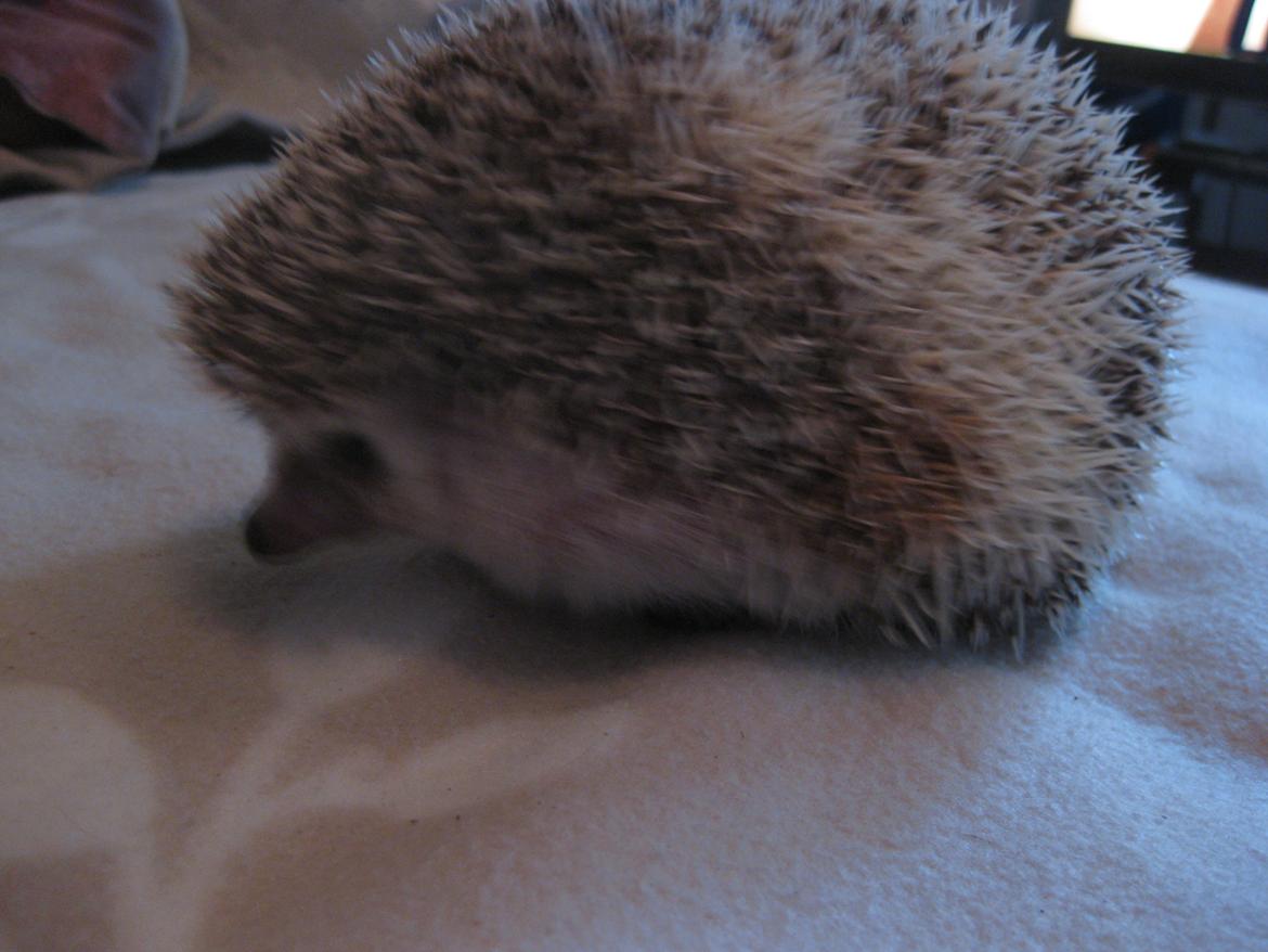 Pindsvin Shogun billede 4