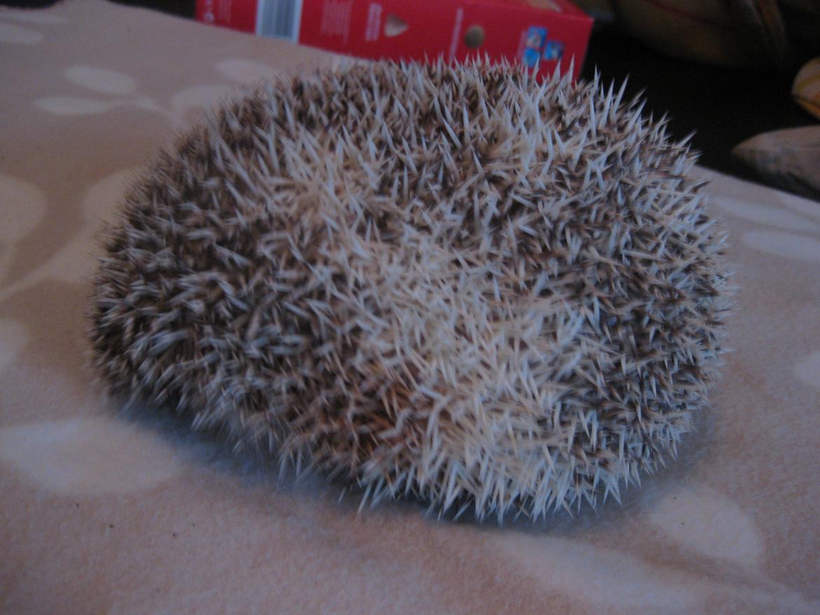 Pindsvin Shogun billede 5