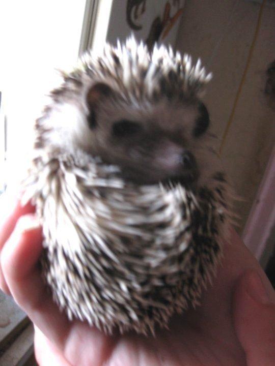 Pindsvin Kato billede 1