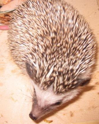 Pindsvin Kato billede 2