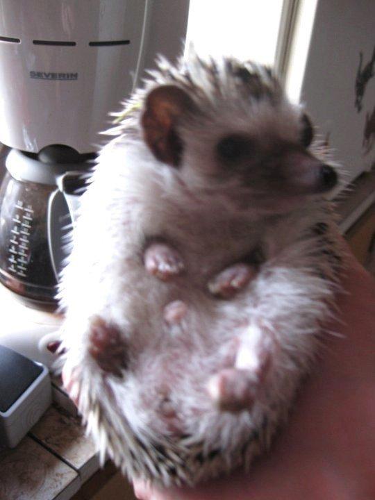 Pindsvin Kato billede 3