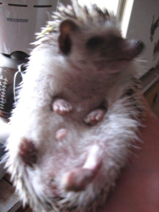 Pindsvin Kato billede 4