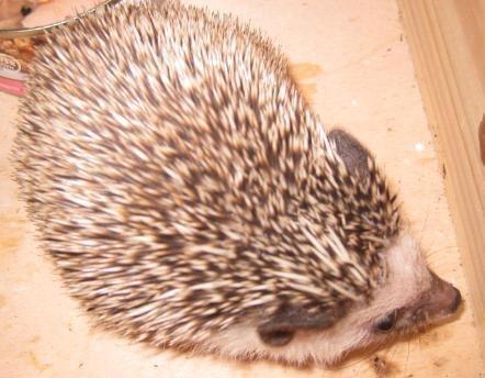 Pindsvin Kato billede 5