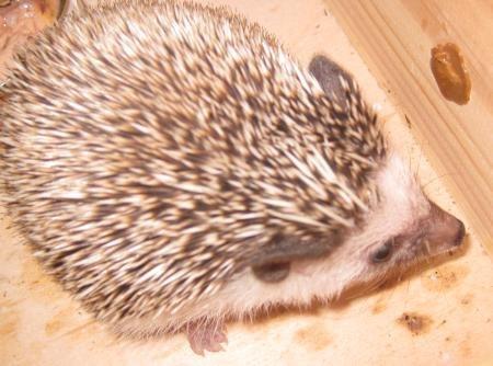 Pindsvin Kato billede 6