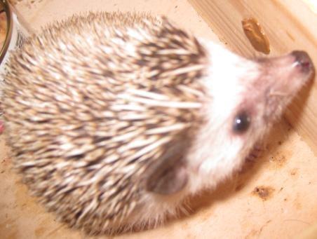 Pindsvin Kato billede 7
