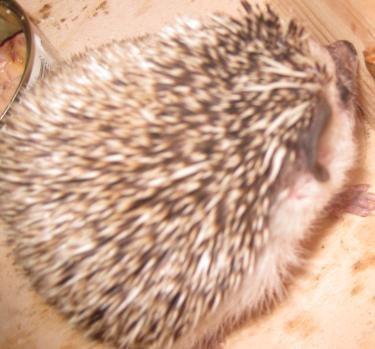 Pindsvin Kato billede 8