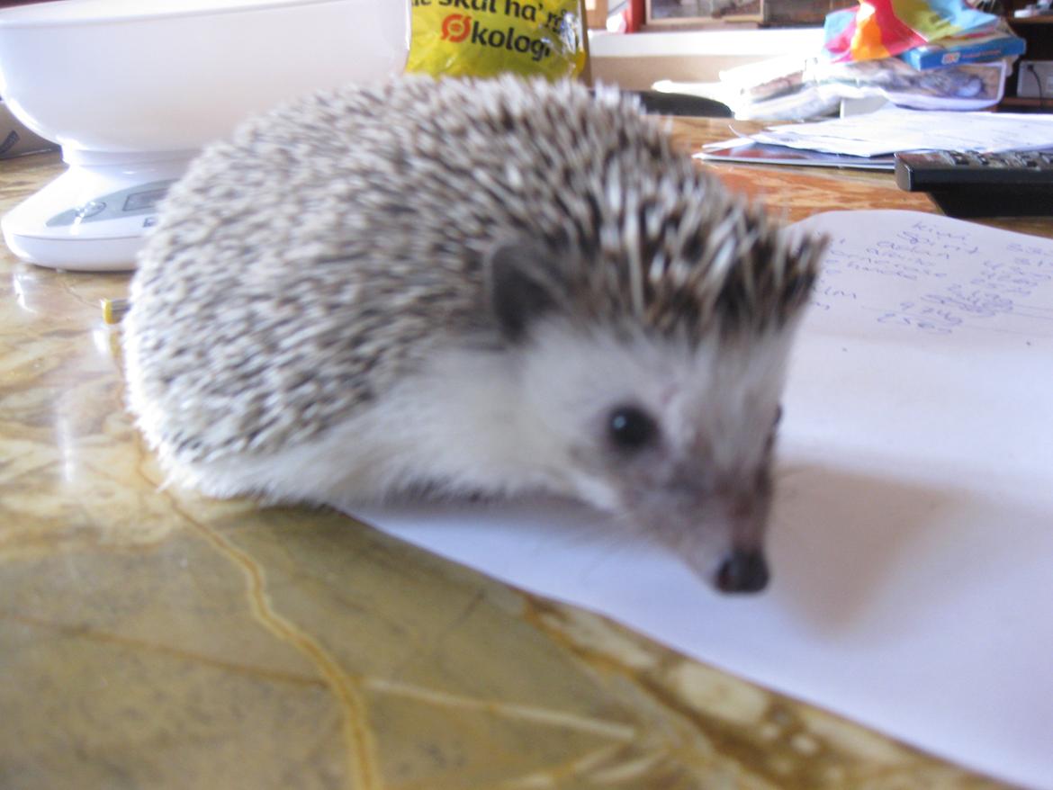 Pindsvin Kato billede 9