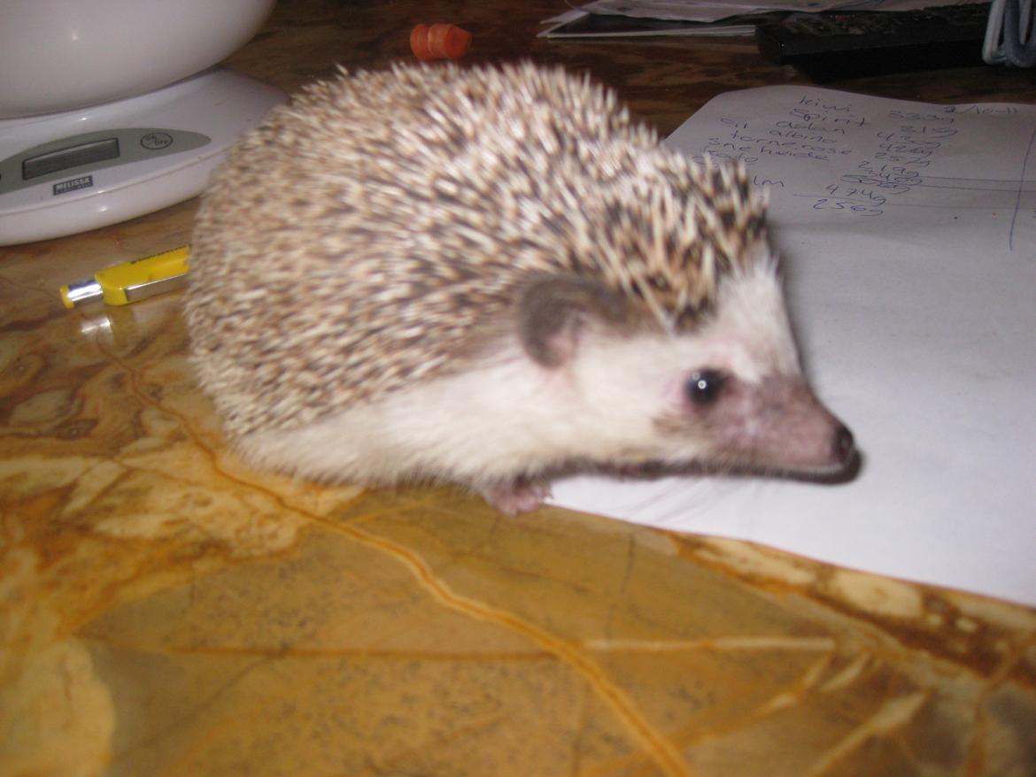 Pindsvin Kato billede 10