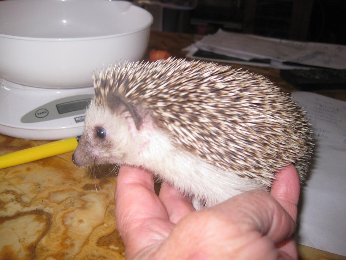 Pindsvin Kato billede 11