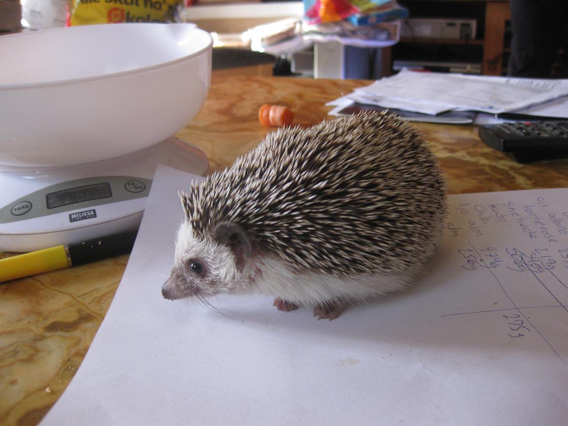 Pindsvin Kato billede 12