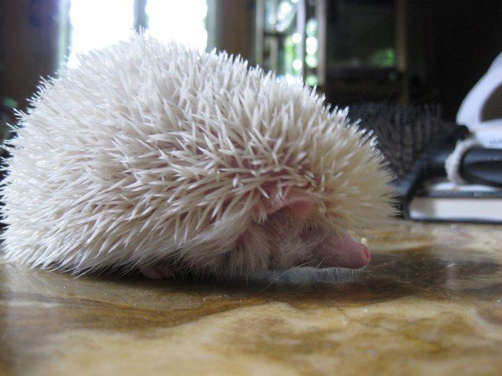 Pindsvin Aslan billede 2