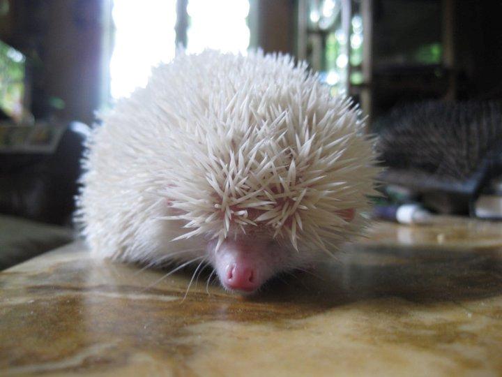 Pindsvin Aslan billede 3