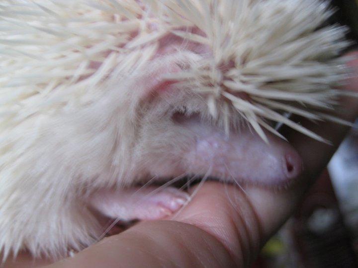 Pindsvin Aslan billede 4